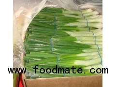 Spring Onion