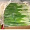 Spring Onion