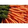 Egyptian Carrot