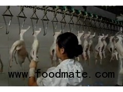 HALAL DUCK SLAUGHTER LINE MACHINE