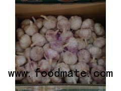 fresh garlic in cold storage