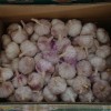 fresh garlic in cold storage