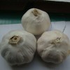 low price fresh garlic