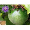 Passiflora Extract