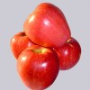 Fresh Red Star Apple of 2012