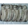 Buy Frozen Cuttle fish whole