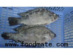 Frozen Black Tilapia Fish