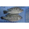 Frozen Black Tilapia Fish