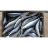 pacific mackerel