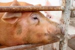 Latvia's pig industry on brink of collapse