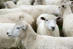 enthanasia threat for Australian sheep