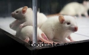 White lab rats main