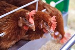 synthetic additive in poultry producers