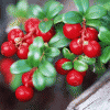 Lingonberry Juice Powder