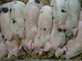 Meat production ‘cluster’ advocated for far east of Russia