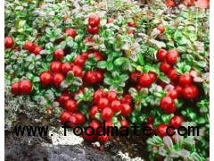 Lingonberry Juice Powder from china