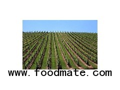 Private Sale French Wine Estate
