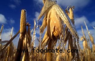 frost roll through the Corn Belt