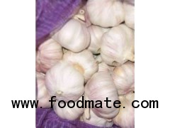 4.5cm garlic