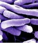  E. coli O157:H7