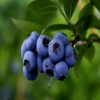 ISO&GMP 1%-25% Anthocyanins Bilberry Extract