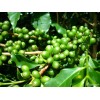 Green Coffee Bean Extract for sale