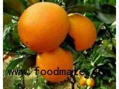 Navel orange