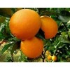 Navel orange