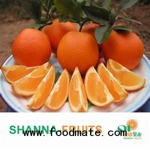 navel orange