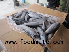 new coming WR frozen bonito 100-200g