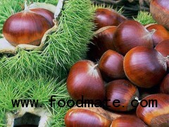China sweet chestnut