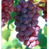 Chinese red grape