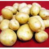 china fresh potato, 2012 new crop good quality
