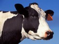 NZ researchers breed first hypo-allergenic milk producing cow