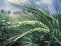 Barley baking mix enables blood cholesterol health claim