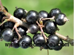 Blackcurrant Juice Powder