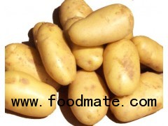 fresh holland potato