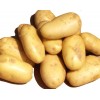 fresh holland potato