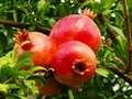 Pomegranate industry cautiously optimistic