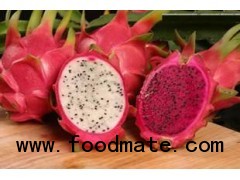 DRAGON FRUIT