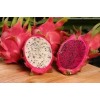 DRAGON FRUIT