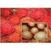 Rambutan