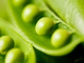 Roquette Proteov programme responds to population growth