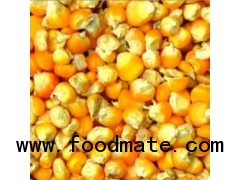 Maize Starch