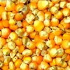 Maize Starch