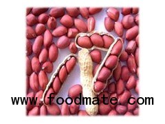 red skin peanut kernel
