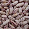 light speckled kidney bean