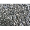 sunflower seed 22/64