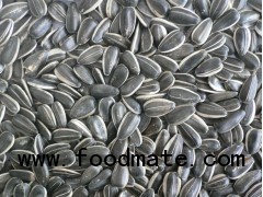 sunflower seed 5009 24/64