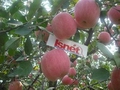 Isnet Fuji apple harvest similar to last year
